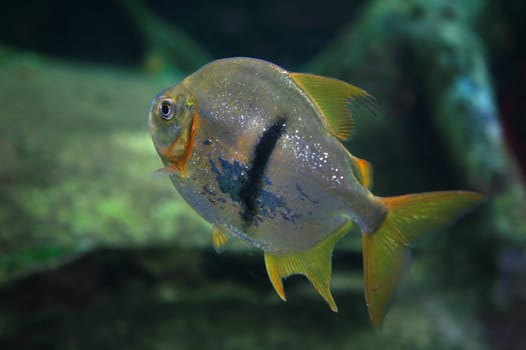 A photo of myleus schomburgkii fish or blackbar. This photo was taken in aquarium