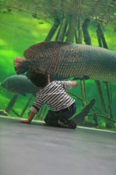 Children observing the fish of a tropical aquarium tank