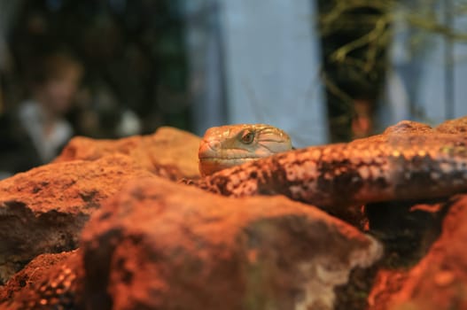 A desert lizard head leaning out the rocks in a terrarium