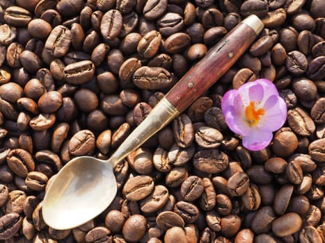 Coffee spoon