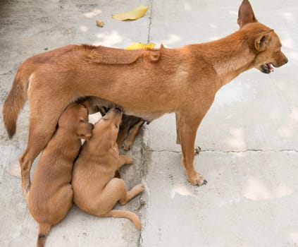 dog puppies sucking milk from mother breast