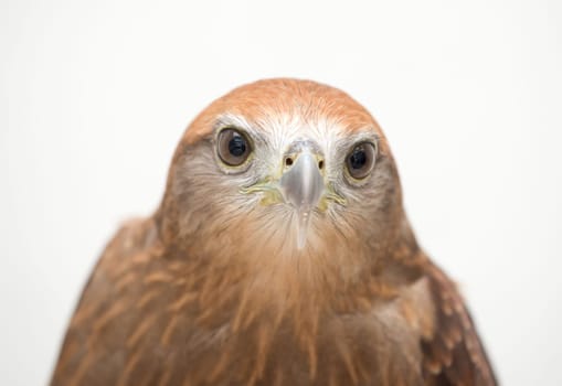 young Brahminy kite or Red-backed sea-eagle head shot