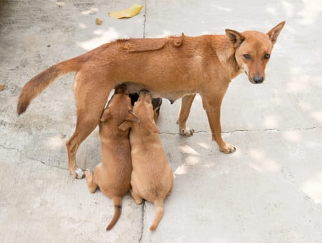 dog puppies sucking milk from mother breast