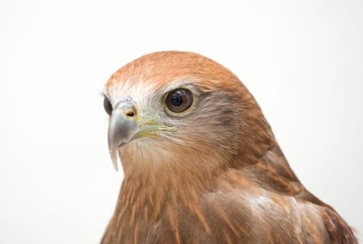 young Brahminy kite or Red-backed sea-eagle head shot
