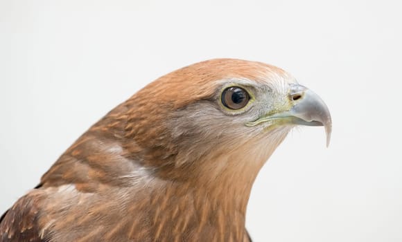 young Brahminy kite or Red-backed sea-eagle head shot