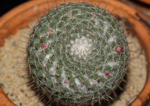 Close up of cactus on pot in garden