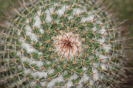 Close up of cactus texture background in thailand