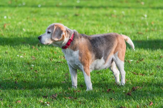 Young brown white dog on a green meadow.
