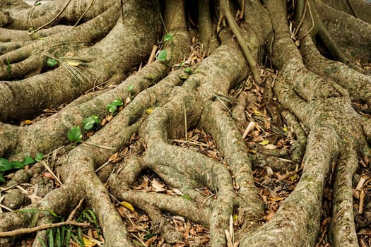 close-up of tree roots extending from the tree