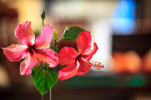 The Hibiscus blossom with nice background color