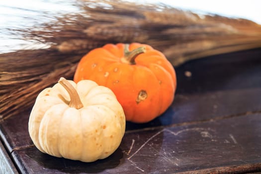 The Pumpkin on the straw in the background