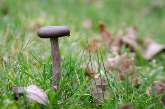 one little lonely braun mushroom standing in the graas