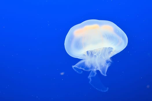 Jellyfish swims in an aquarium