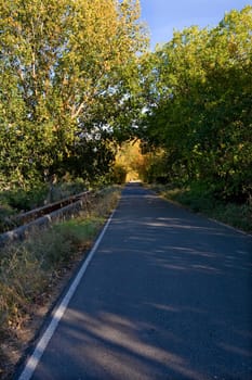 Little country road full of green and yellow black poplars, Caceres, Spain
