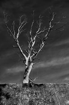 Dead tree standing alone behind a ruty weathered wall