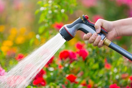 Watering garden with flowers using hose