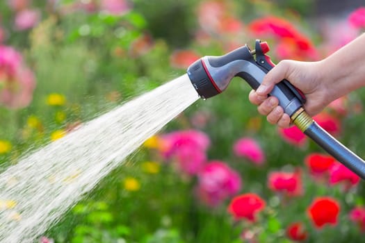 Watering garden with flowers using hose