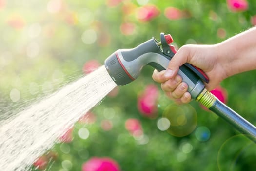 Watering garden with flowers using hose