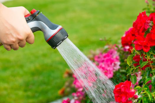 Watering garden with flowers using hose