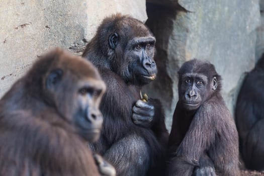 Western lowland gorilla, Gorilla gorilla, group mammals family.