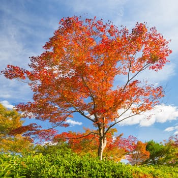 Beautiful red tree in fall with bright blue sky.