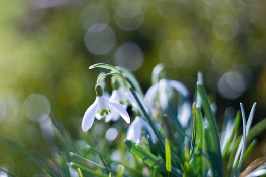 snowdrop - one of the first spring flowers
