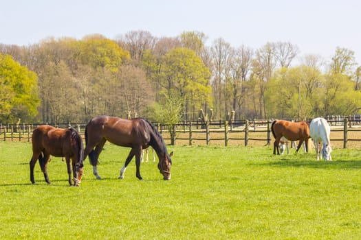 Horses on a spring pasture