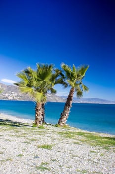 Palm trees on a beach in Almunecar, Andalusia region, Costa del Sol, Spain
