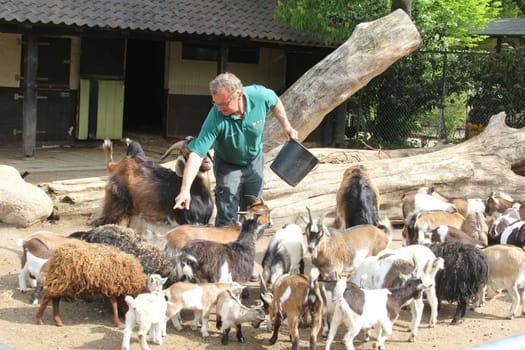 Dwarf goat babies zaehlen,Hagenbeck Inventory,Hamburg,16.05.2013