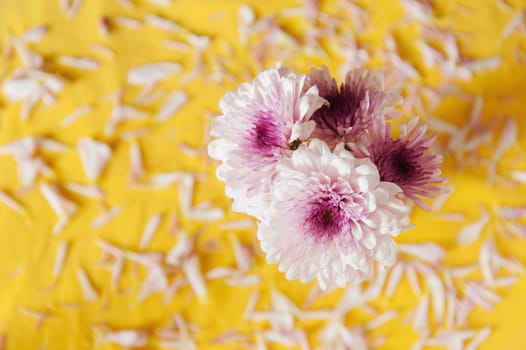 Gerber purple flower on yellow blur background still life tone