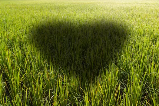 Heart shaped shadow in a rice field with morning light