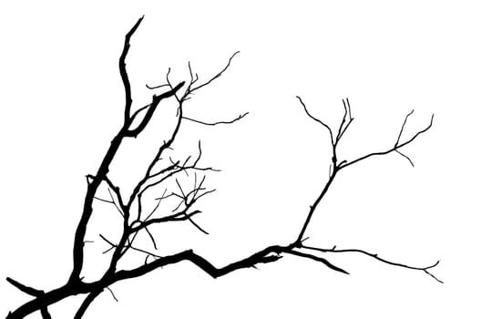 Silhouette branch of tree isolated on white background