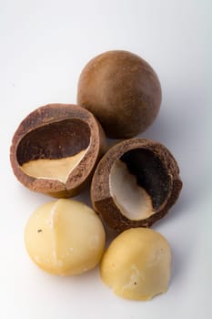 Macadamia