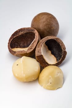 Macadamia