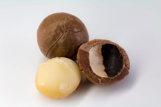 Macadamia