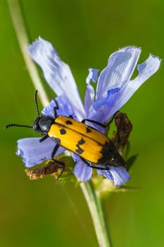 Variable oil beetle Mylabis variabillis on the way
