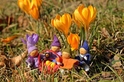 Four small gnomes with Easter eggs under crocuses