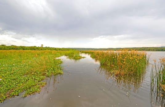 Marshland on the Victoria Nile in Uganda