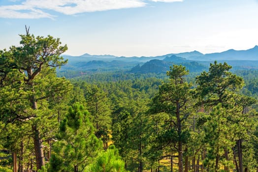 Forested landscape in Custer State Park in South Dakota