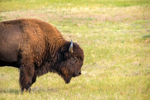 View of a single bison in Custer State Park, South Dakota