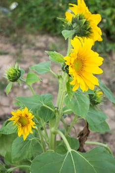 Sunflower plant in public field, stock photo