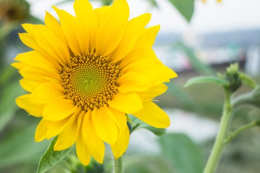 Sunflower plant in public field, stock photo