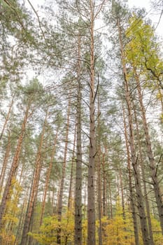 Autumn pine forest. View from the bottom upwards