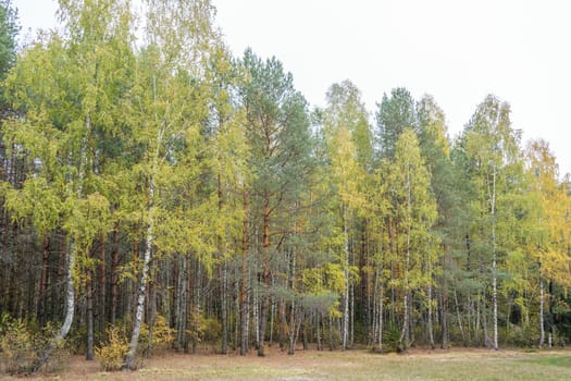 Autumn pine forest with birches on the edge.