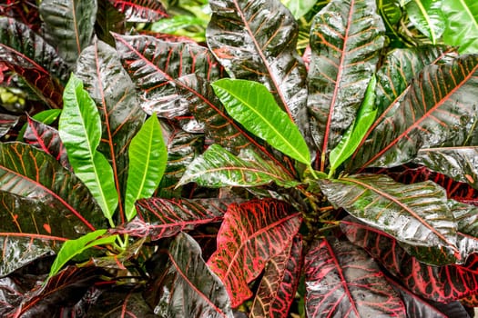 close up of tropical bush with green and red leaves