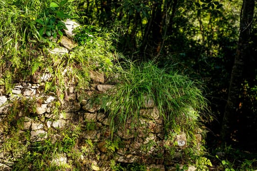 stone wall covered with plants in a tropical forest. Ruins of slave houses on Cuba