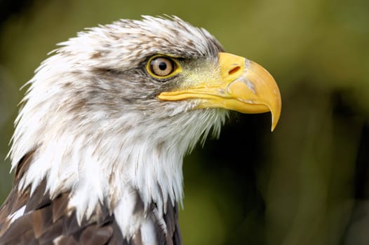 White-headed eagle