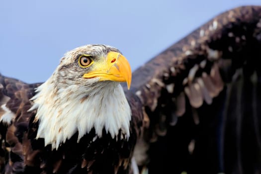 White-headed eagle