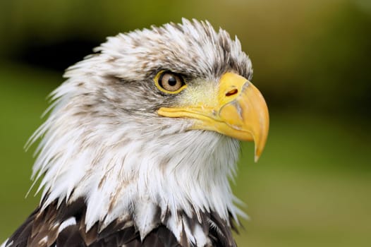 White-headed eagle