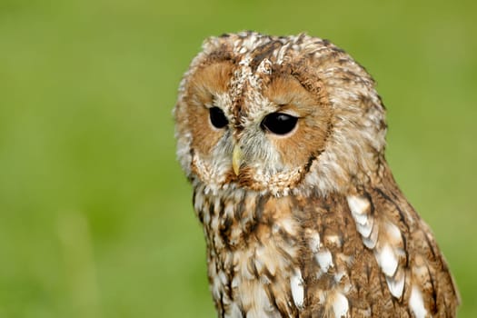 Forest owl on the meadow